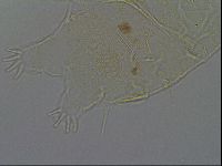 Echiniscus africanus image