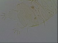 Echiniscus africanus image