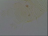 Echiniscus africanus image