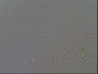 Echiniscus africanus image