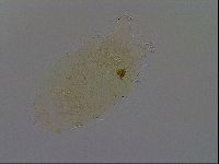Echiniscus africanus image