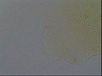 Echiniscus africanus image