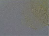 Echiniscus africanus image