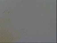 Echiniscus africanus image