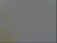 Echiniscus africanus image