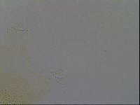 Echiniscus africanus image