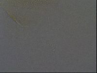 Echiniscus africanus image