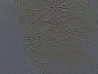 Echiniscus africanus image