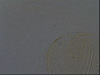 Echiniscus africanus image