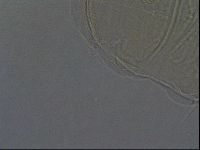 Echiniscus africanus image