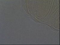 Echiniscus africanus image