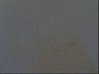 Echiniscus africanus image