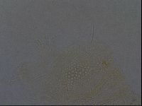Echiniscus africanus image