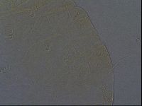 Echiniscus africanus image