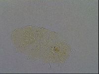 Echiniscus africanus image