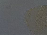 Echiniscus africanus image