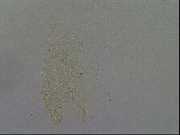 Echiniscus africanus image