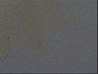 Echiniscus africanus image
