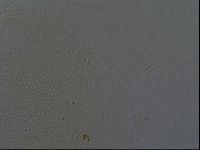 Echiniscus africanus image