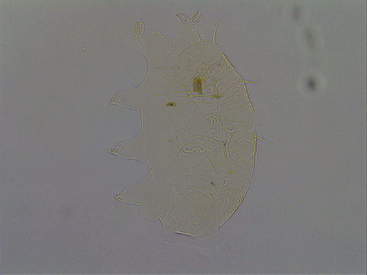 Echiniscus africanus image