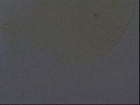 Echiniscus africanus image