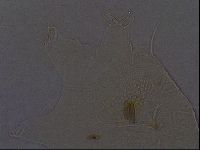Echiniscus africanus image