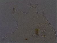 Echiniscus africanus image