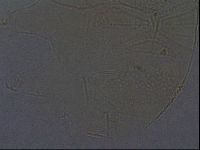 Echiniscus africanus image