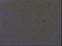 Echiniscus africanus image