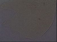 Echiniscus africanus image
