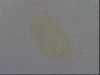 Echiniscus africanus image