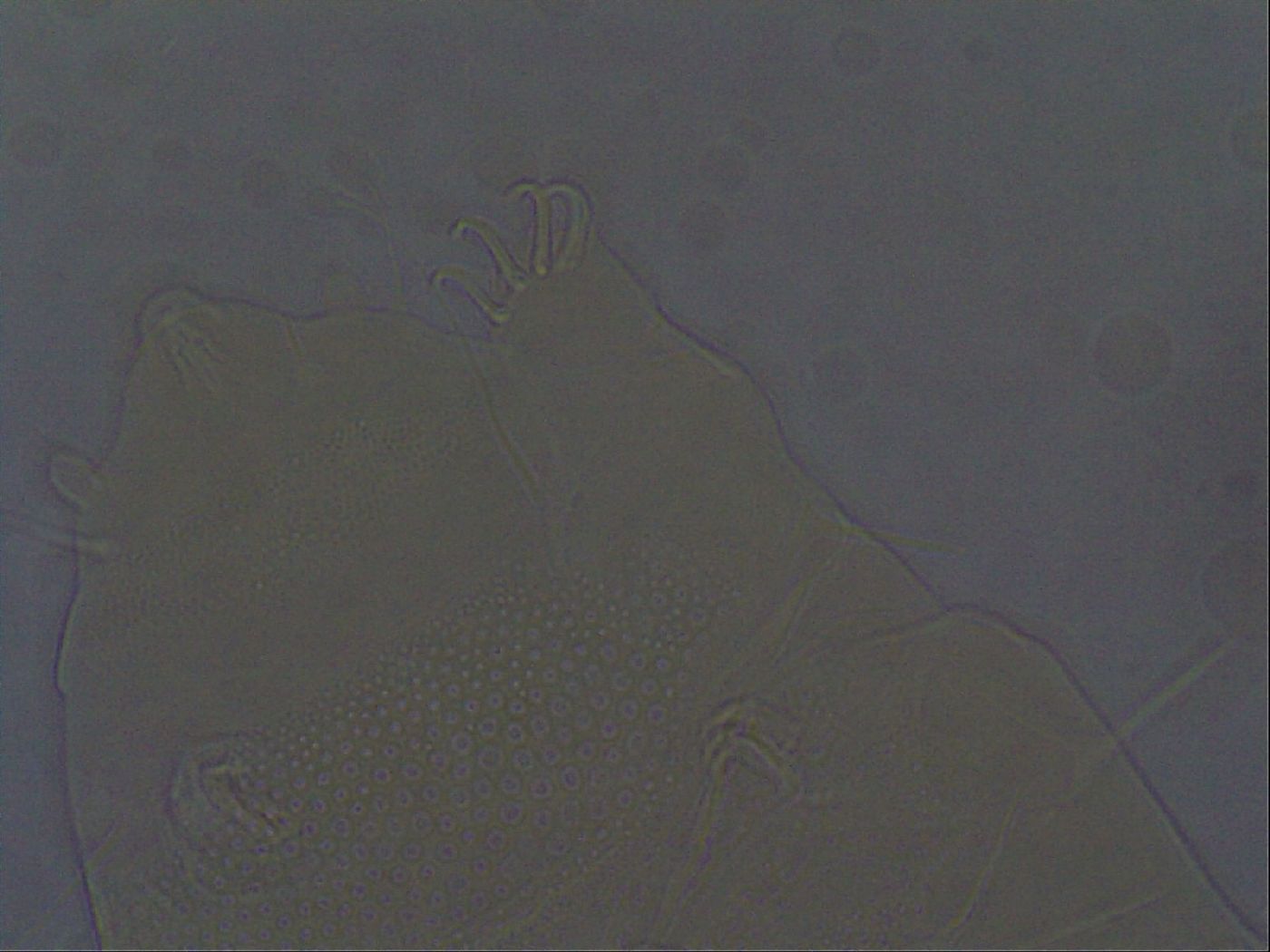 Echiniscus africanus image