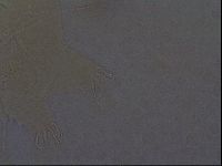 Echiniscus africanus image