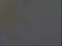 Echiniscus africanus image