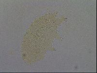 Echiniscus africanus image