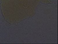 Echiniscus africanus image