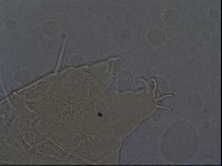 Echiniscus africanus image