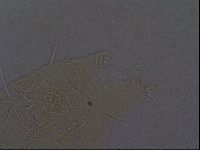 Echiniscus africanus image