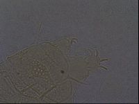 Echiniscus africanus image