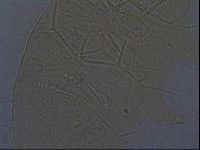 Echiniscus africanus image