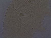 Echiniscus africanus image
