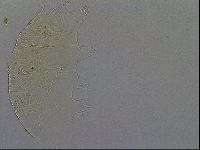 Echiniscus africanus image