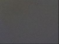 Echiniscus africanus image