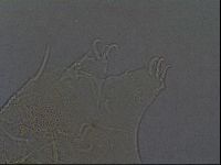 Echiniscus africanus image