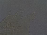 Echiniscus africanus image