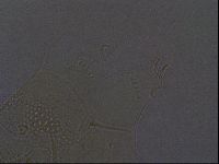 Echiniscus africanus image