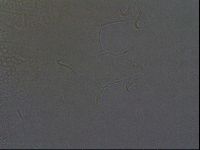 Echiniscus africanus image