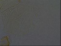 Echiniscus africanus image