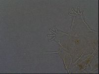 Echiniscus africanus image