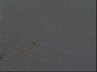 Echiniscus africanus image